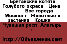 Британские котята Голубого окраса › Цена ­ 8 000 - Все города, Москва г. Животные и растения » Кошки   . Чувашия респ.,Алатырь г.